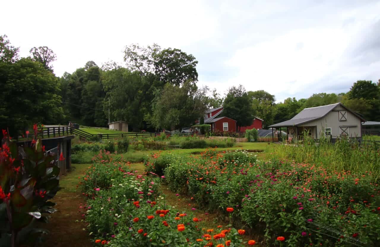 Rows of colorful flowers growing at the farm